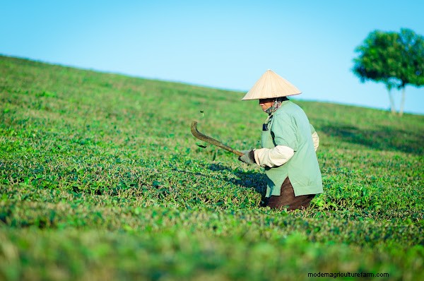 Therapeutic Horticulture for Senior Wellness: A Guide for Families