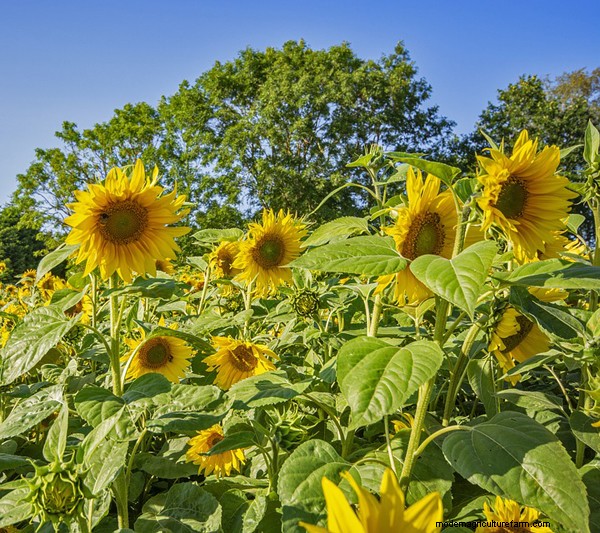Therapeutic Horticulture for Senior Wellness: A Guide for Families