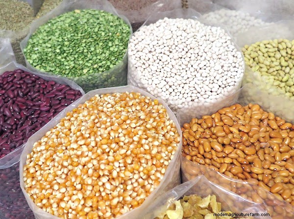 Top 12 Vegetable Seed Companies in the USA | [Year]
