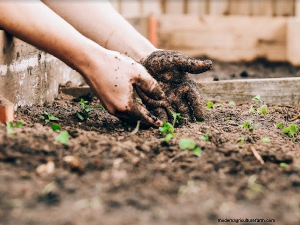 Engaging Gardening Activities for Students: A Comprehensive Guide