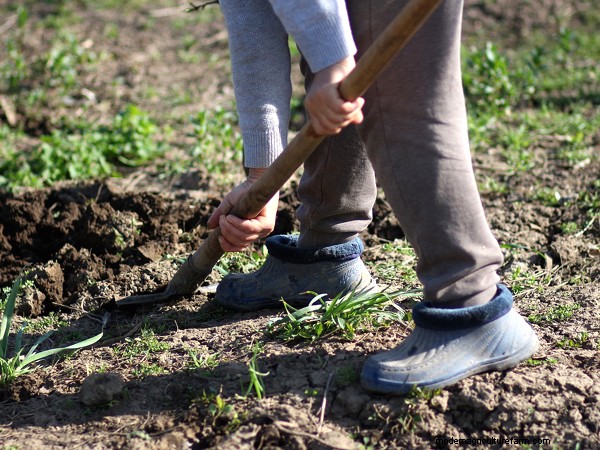Gardening Essentials: Must-Have Equipment for Beginners