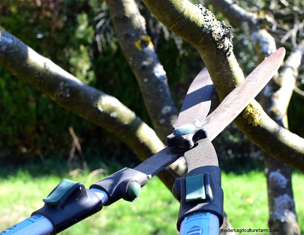 Gardening Essentials: Must-Have Equipment for Beginners