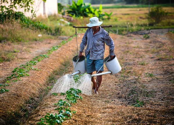 Gardening Essentials: Must-Have Equipment for Beginners