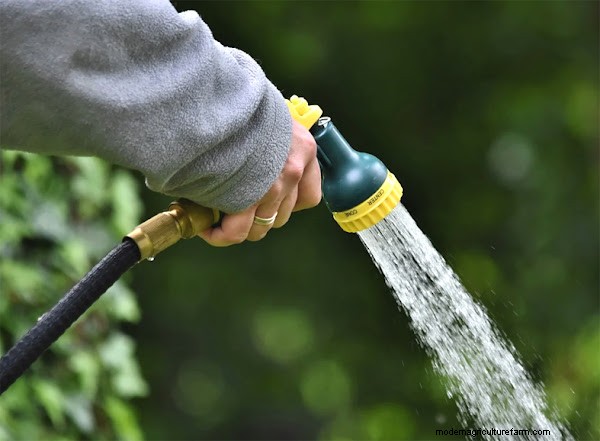 Gardening Essentials: Must-Have Equipment for Beginners