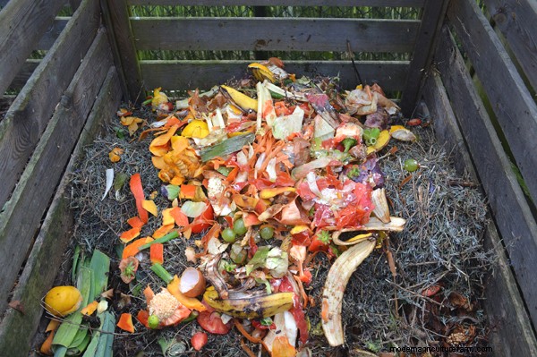 Gardening Essentials: Must-Have Equipment for Beginners