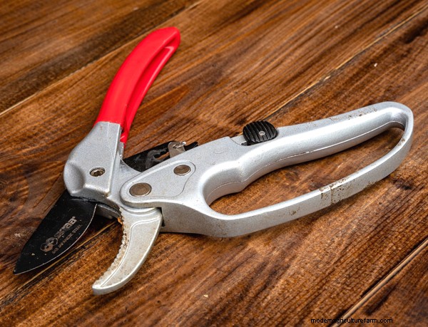 Gardening Essentials: Must-Have Equipment for Beginners