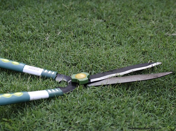 Gardening Essentials: Must-Have Equipment for Beginners