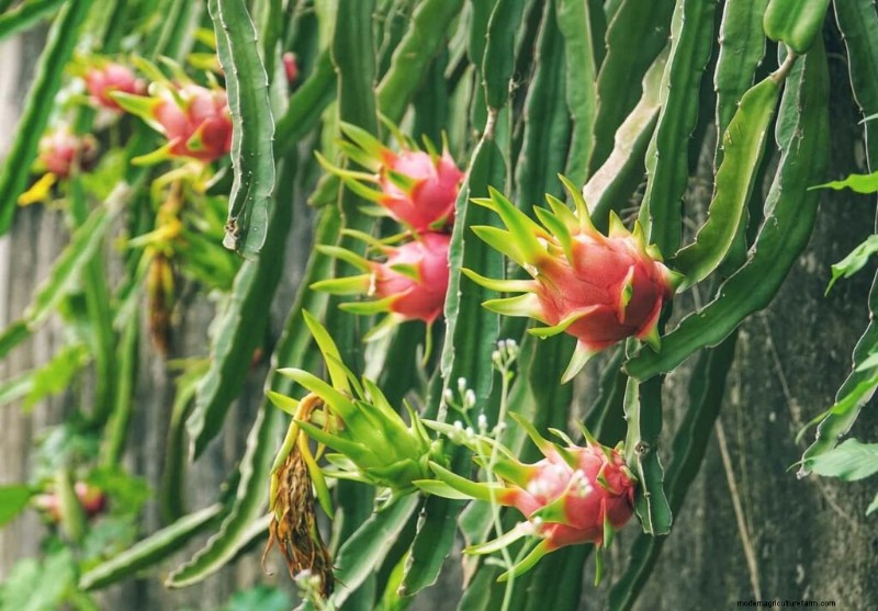 Dragon Fruit Farming in India: Profitability, Costs & Investment Guide