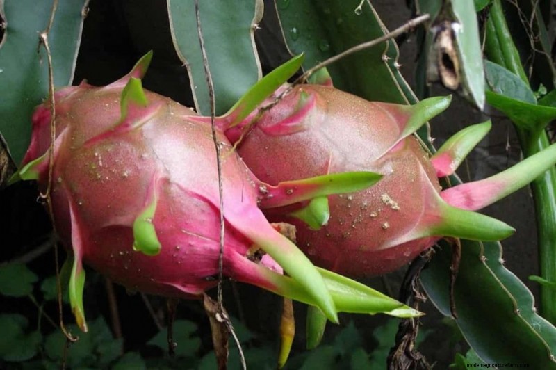 Dragon Fruit Farming in India: Profitability, Costs & Investment Guide