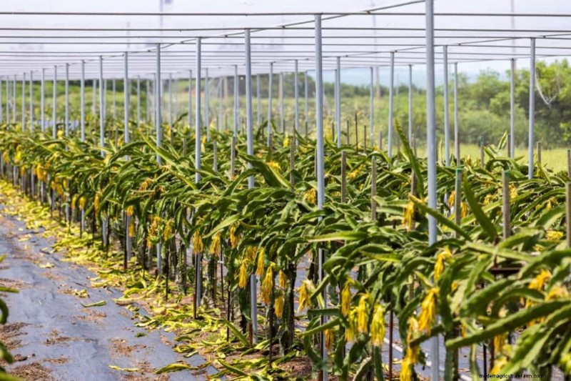 Dragon Fruit Farming in India: Profitability, Costs & Investment Guide