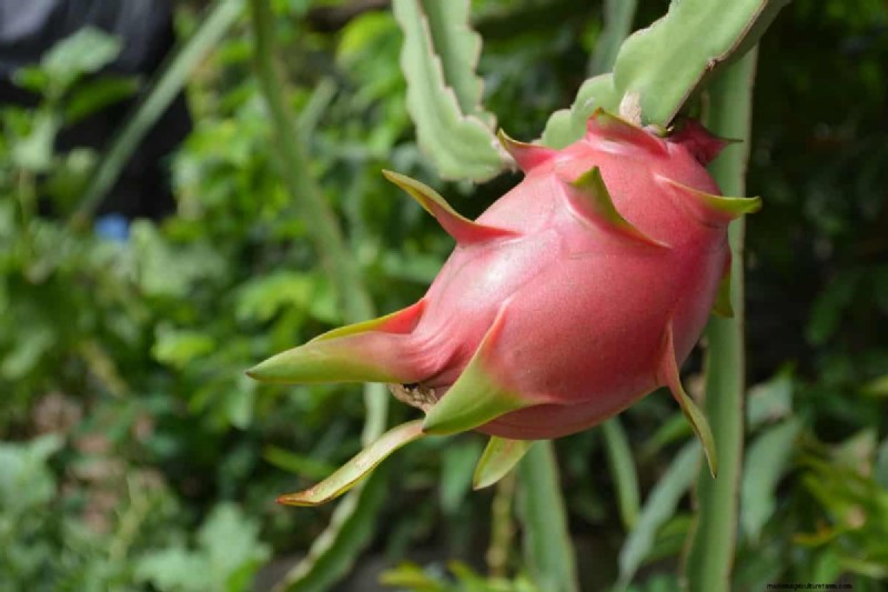 Dragon Fruit Farming in India: Profitability, Costs & Investment Guide
