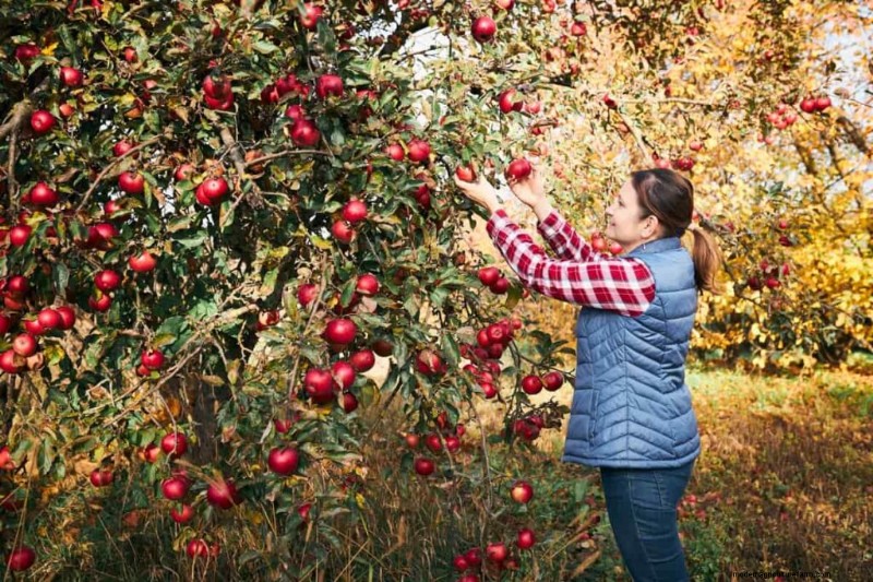 High-Density Planting for Fruit Crops: A Comprehensive Guide