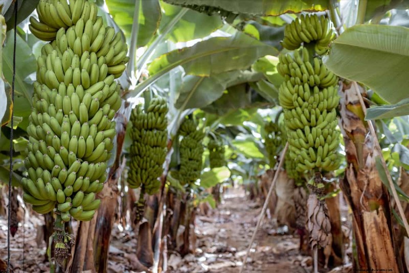 High-Density Planting for Fruit Crops: A Comprehensive Guide