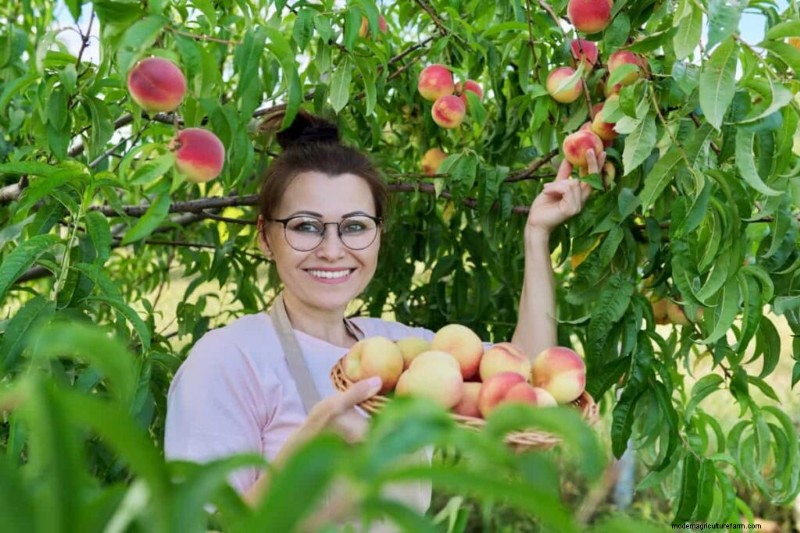 High-Density Planting for Fruit Crops: A Comprehensive Guide