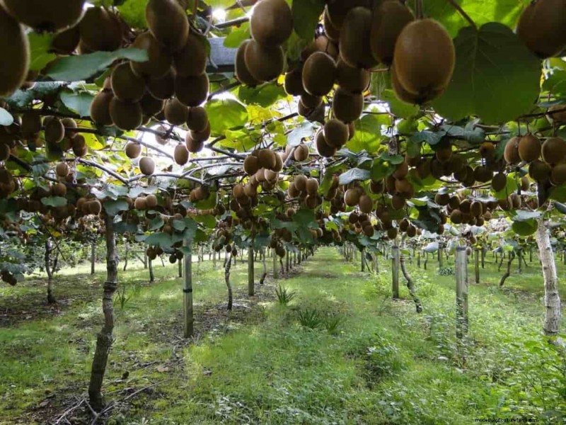 High-Density Planting for Fruit Crops: A Comprehensive Guide
