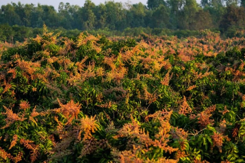 High-Density Planting for Fruit Crops: A Comprehensive Guide