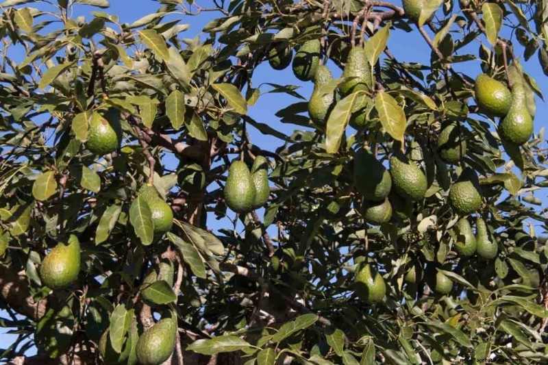 High-Density Planting for Fruit Crops: A Comprehensive Guide