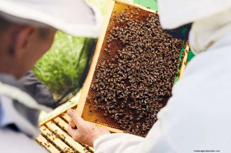 Beekeeping Subsidies in India: State Programs & Application Guide