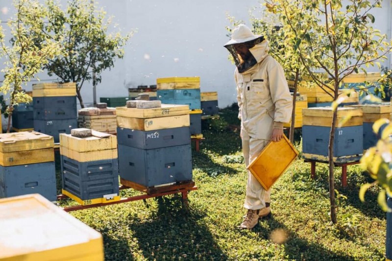 Beekeeping Subsidies in India: State Programs & Application Guide