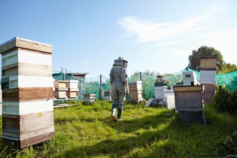 Beekeeping Subsidies in India: State Programs & Application Guide
