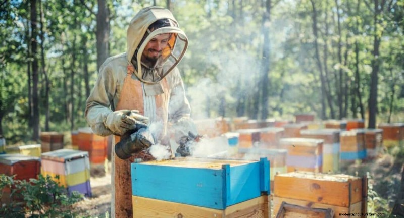 Beekeeping Subsidies in India: State Programs & Application Guide