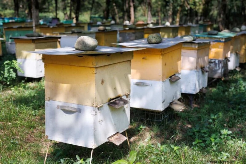 Beekeeping Subsidies in India: State Programs & Application Guide