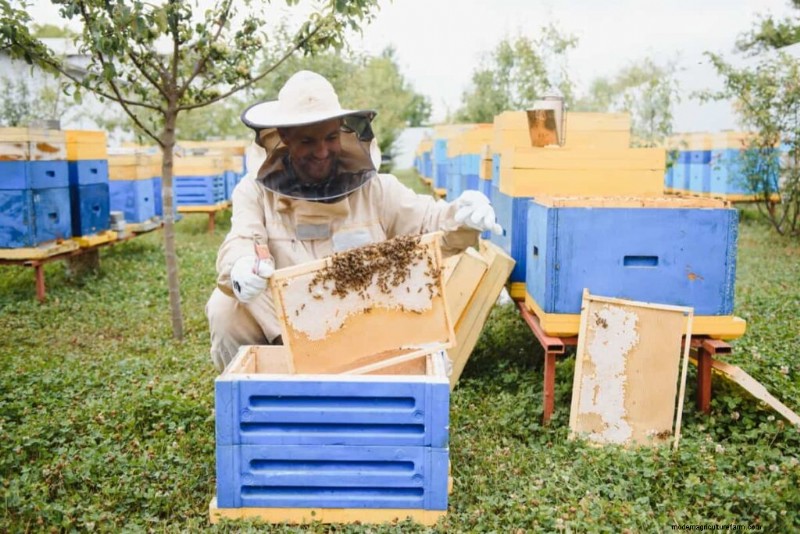 Beekeeping Subsidies in India: State Programs & Application Guide