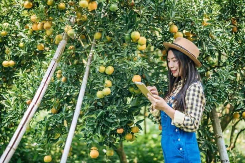 Citrus Greening (HLB) in Florida: Impact on Oranges & Industry