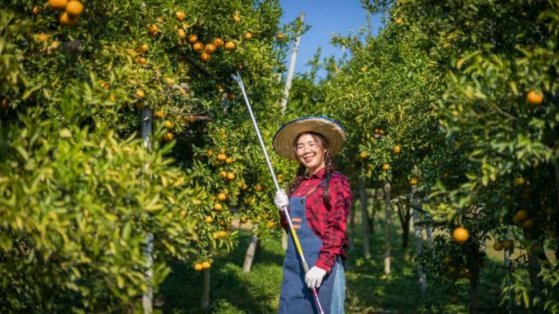 Citrus Greening (HLB) in Florida: Impact on Oranges & Industry