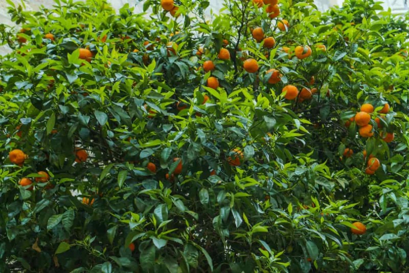Citrus Greening (HLB) in Florida: Impact on Oranges & Industry