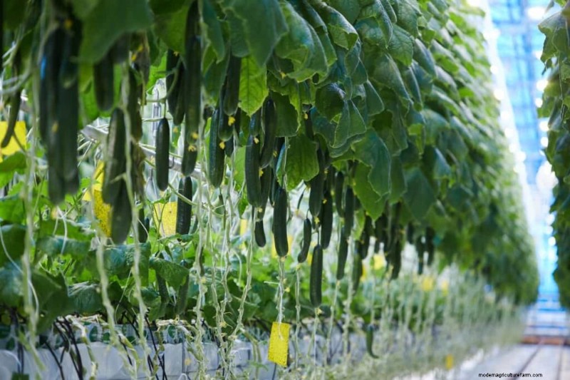 California Greenhouse Farming Costs: A Comprehensive Expense Guide