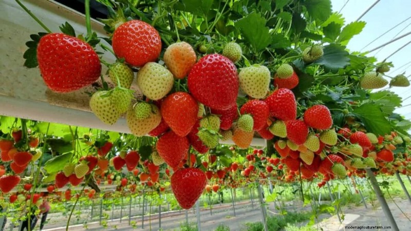 California Greenhouse Farming Costs: A Comprehensive Expense Guide