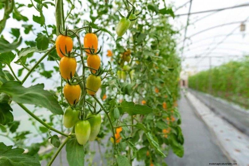 California Greenhouse Farming Costs: A Comprehensive Expense Guide