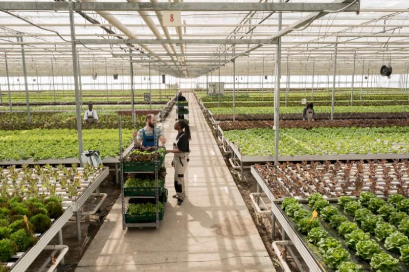 California Greenhouse Farming Costs: A Comprehensive Expense Guide