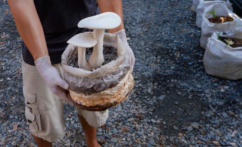 Mushroom Farm Startup Costs in India: A Comprehensive Guide (Home & Commercial)