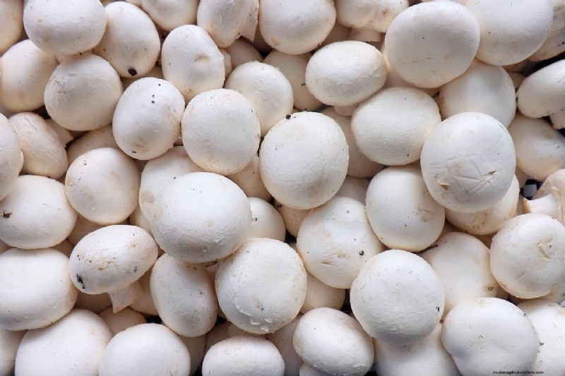 Mushroom Farm Startup Costs in India: A Comprehensive Guide (Home & Commercial)
