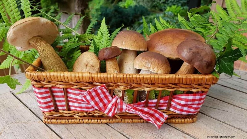 Mushroom Farm Startup Costs in India: A Comprehensive Guide (Home & Commercial)