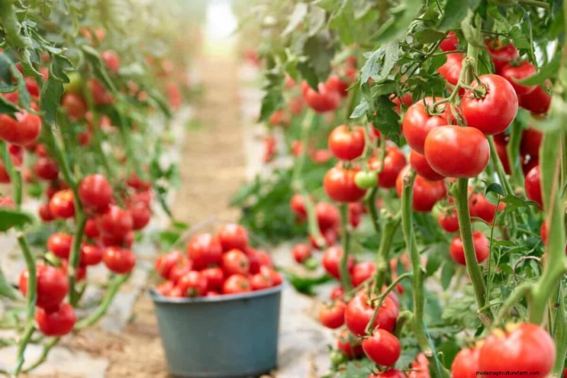 Organic Vegetable Farming in the Philippines: A Comprehensive Guide