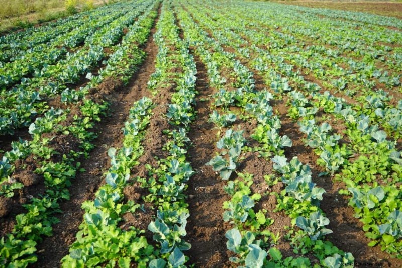 Organic Vegetable Farming in the Philippines: A Comprehensive Guide