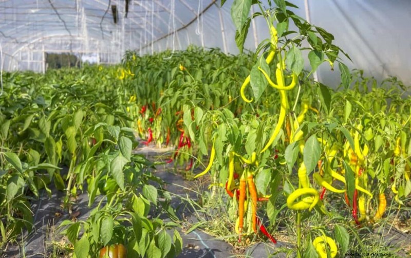Organic Vegetable Farming in the Philippines: A Comprehensive Guide