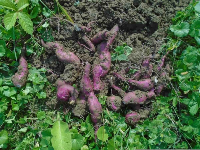 Organic Vegetable Farming in the Philippines: A Comprehensive Guide