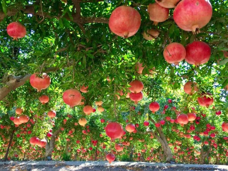 Pomegranate Farming in the Middle East: A Profitable Opportunity