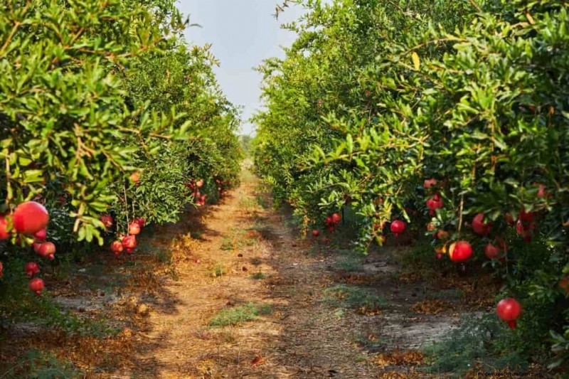 Pomegranate Farming in the Middle East: A Profitable Opportunity