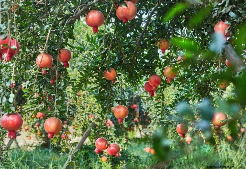 Pomegranate Farming in the Middle East: A Profitable Opportunity