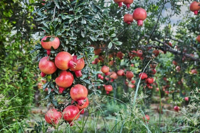 Pomegranate Farming in the Middle East: A Profitable Opportunity