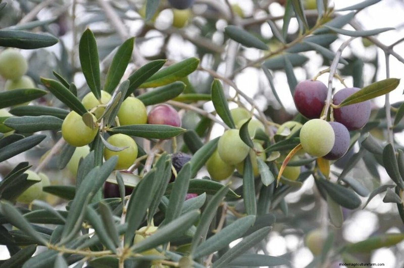 Olive Tree Care in the Southwest: A Comprehensive Guide