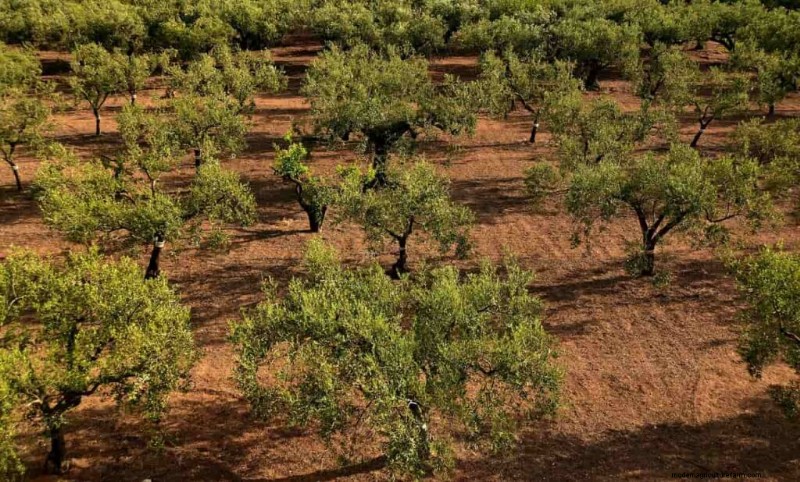 Olive Tree Care in the Southwest: A Comprehensive Guide