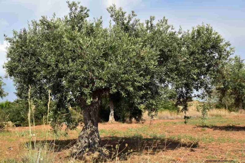 Olive Tree Care in the Southwest: A Comprehensive Guide