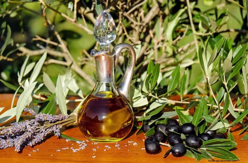 Olive Tree Care in the Southwest: A Comprehensive Guide