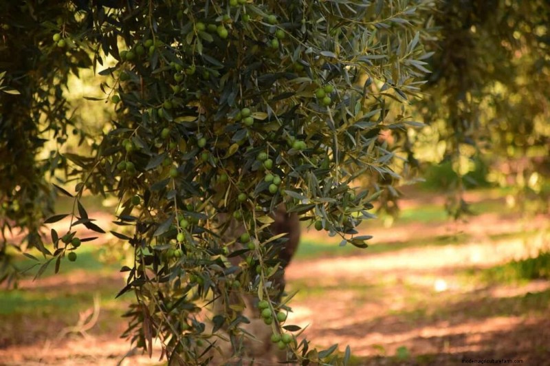Olive Tree Care in the Southwest: A Comprehensive Guide